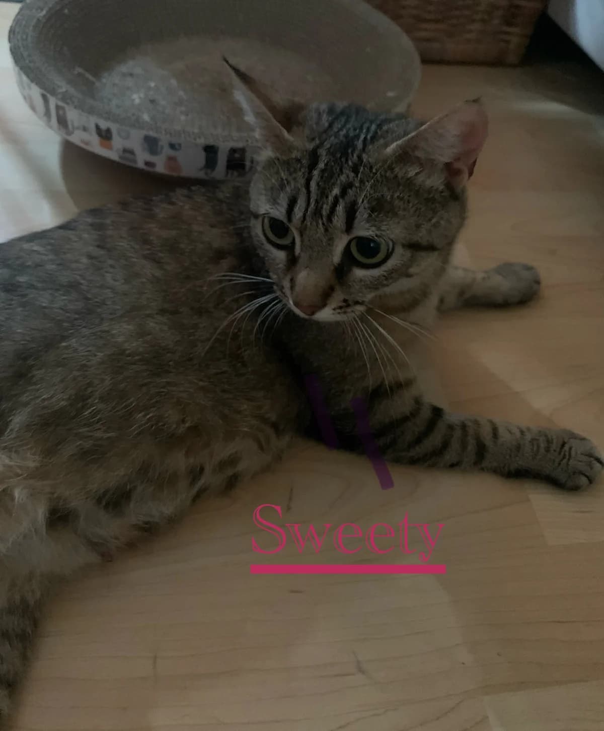 Sweety, female young Mixed Breed for adoption at SPA de Besançon