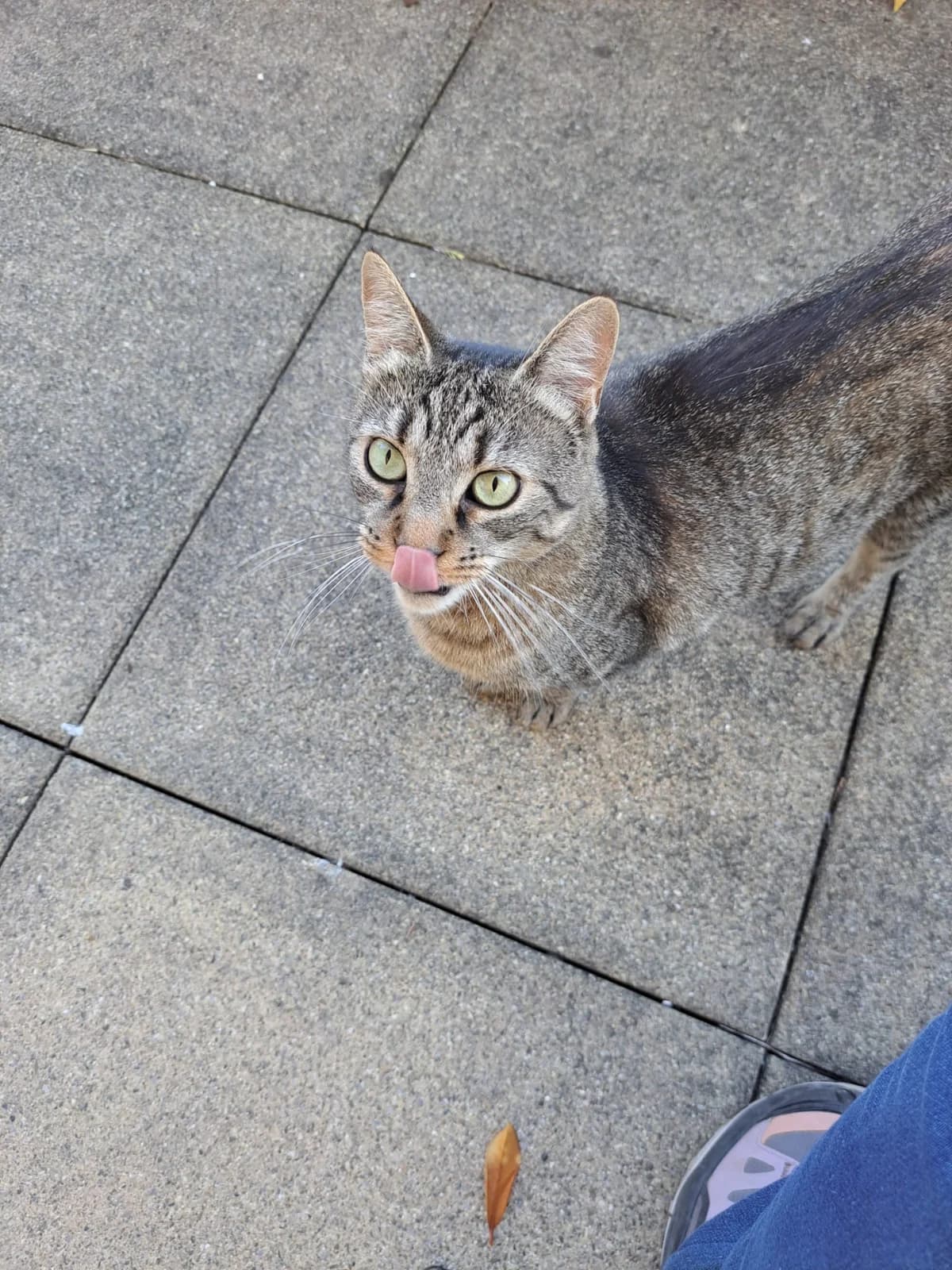Triss, female 4yo Mixed Breed for adoption at SPA de Besançon