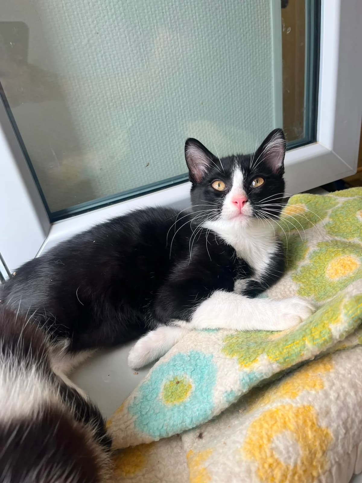 Patrick, Mixed Breed (SPA de Besançon)