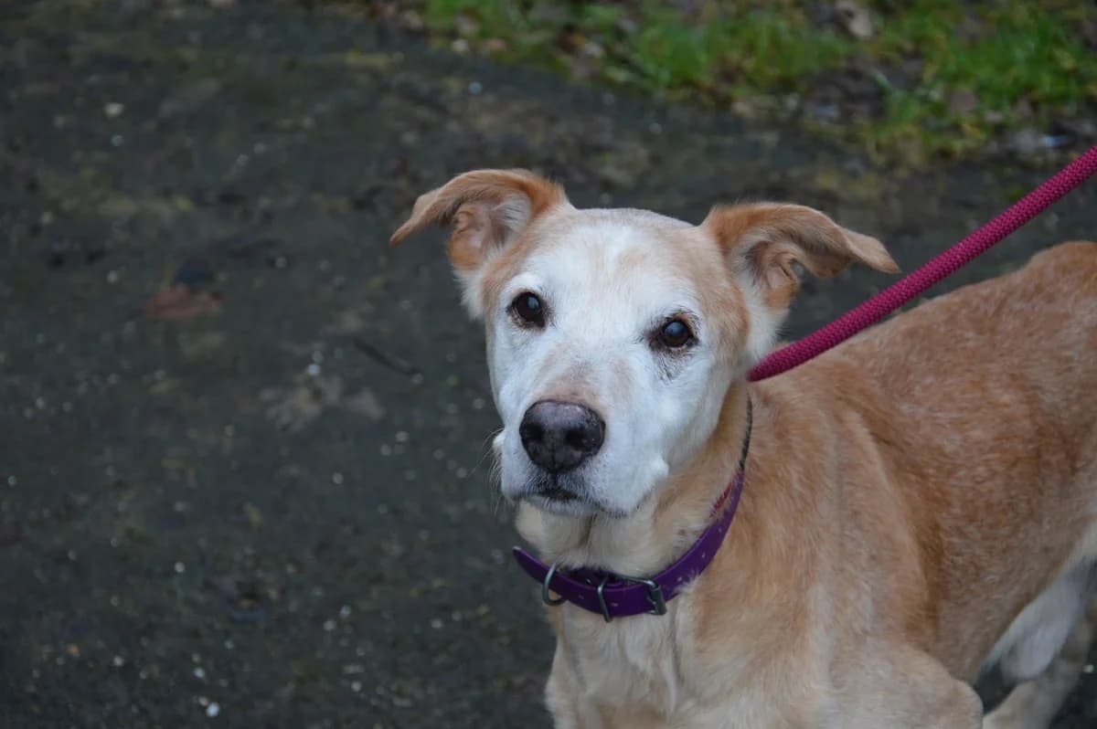 Alpha, male senior Labrador Retriever for adoption at SPA de Besançon