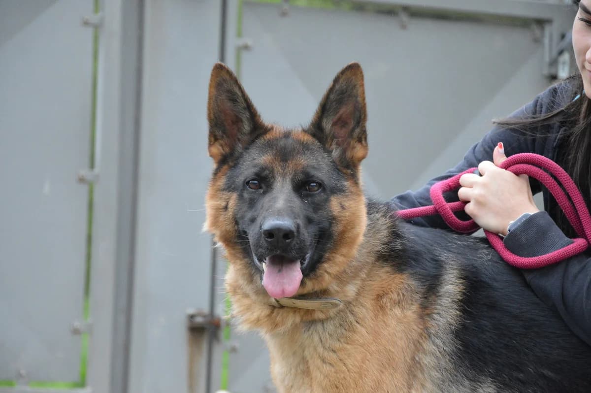 Maya, female young German Shepherd for adoption at SPA de Besançon