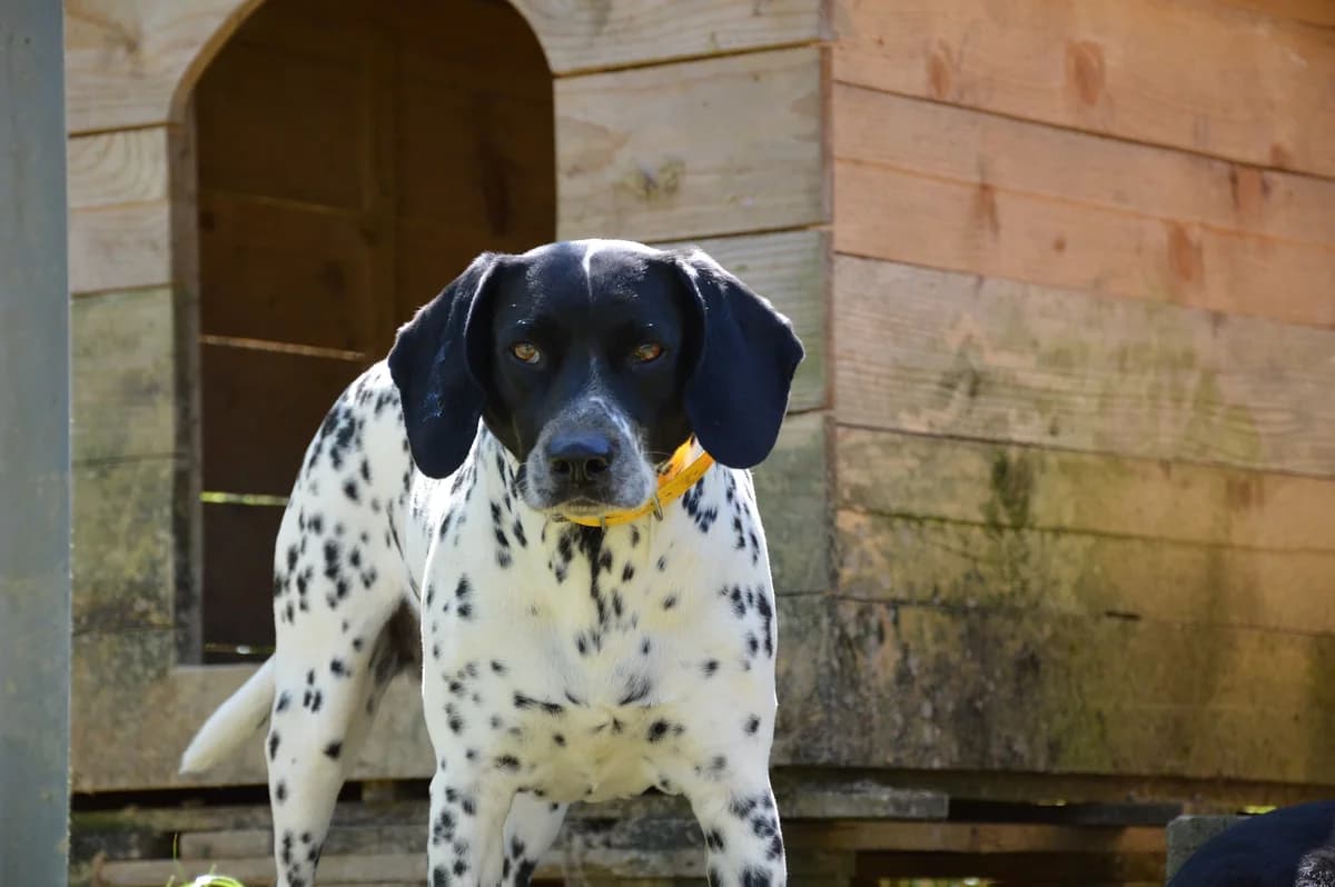 Anouk, female 6yo Brittany Spaniel for adoption at SPA de Besançon