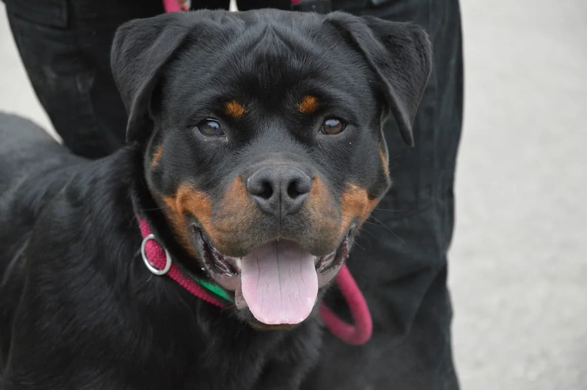 Ayrton, male puppy Rottweiler for adoption at SPA de Besançon