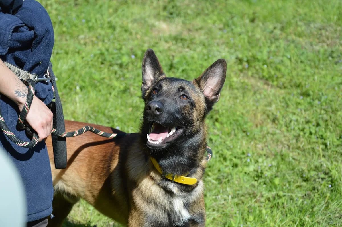 Arkay, male young Belgian Malinois for adoption at SPA de Besançon