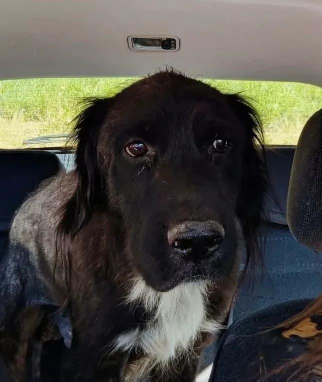 Vehnan, male 7yo German Shepherd for adoption at SPA de Besançon