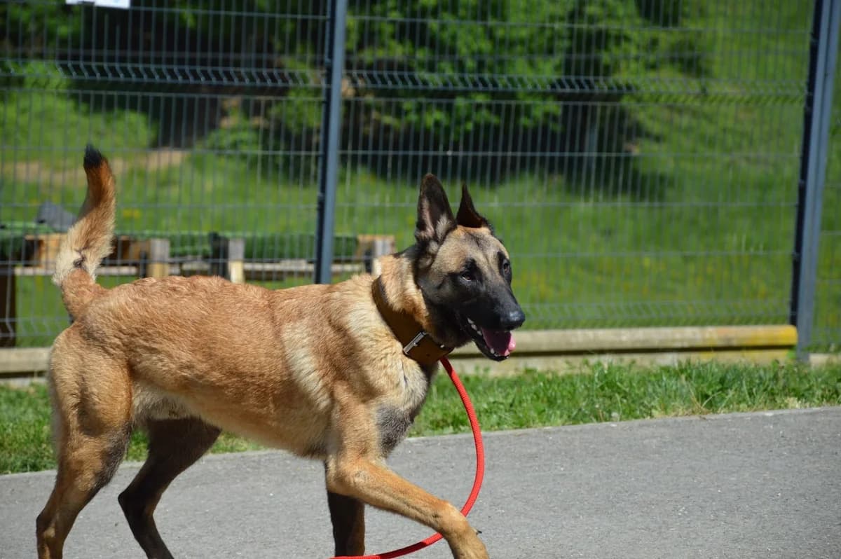 Malo, male young Belgian Malinois for adoption at SPA de Besançon