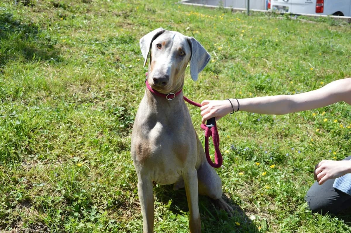Mister Big, male young Doberman for adoption at SPA de Besançon