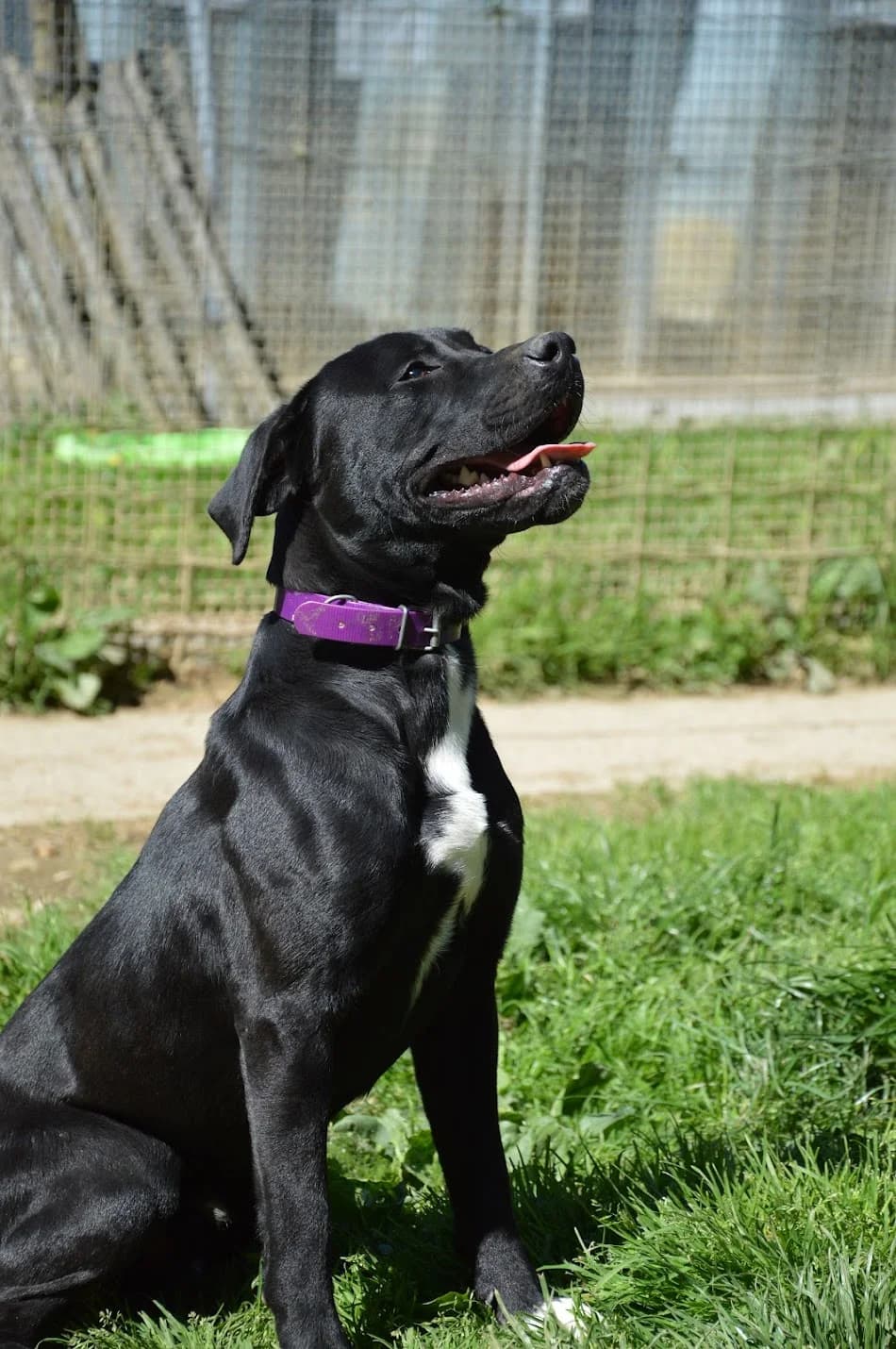 Albert, male puppy Labrador Retriever for adoption at SPA de Besançon