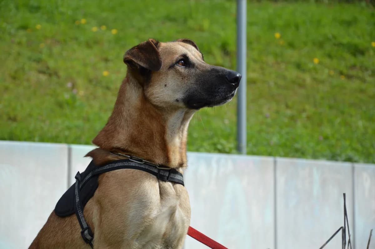 Touko, male 3yo Belgian Malinois for adoption at SPA de Besançon