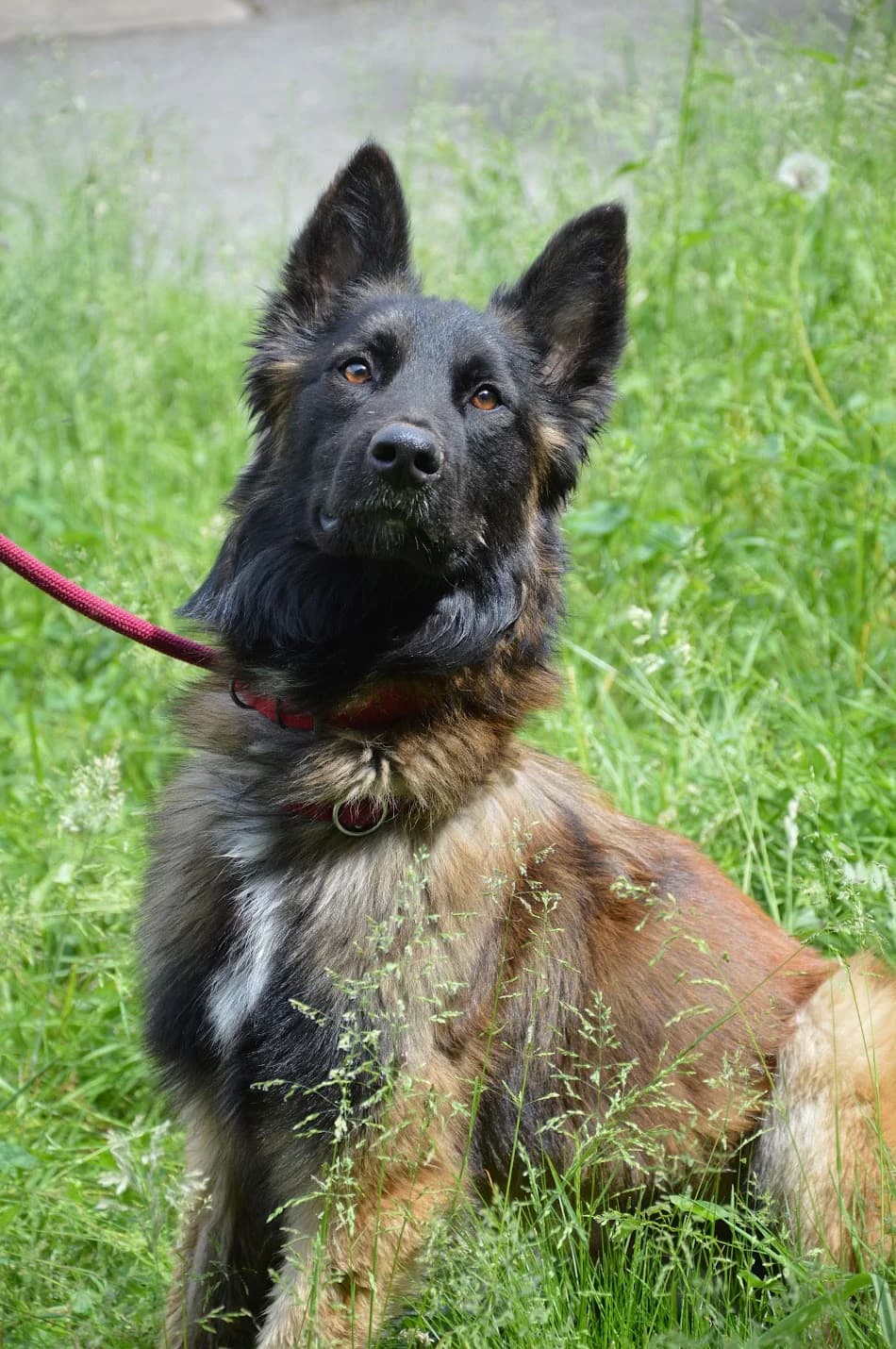 Narkos, Belgian Malinois (SPA de Besançon)