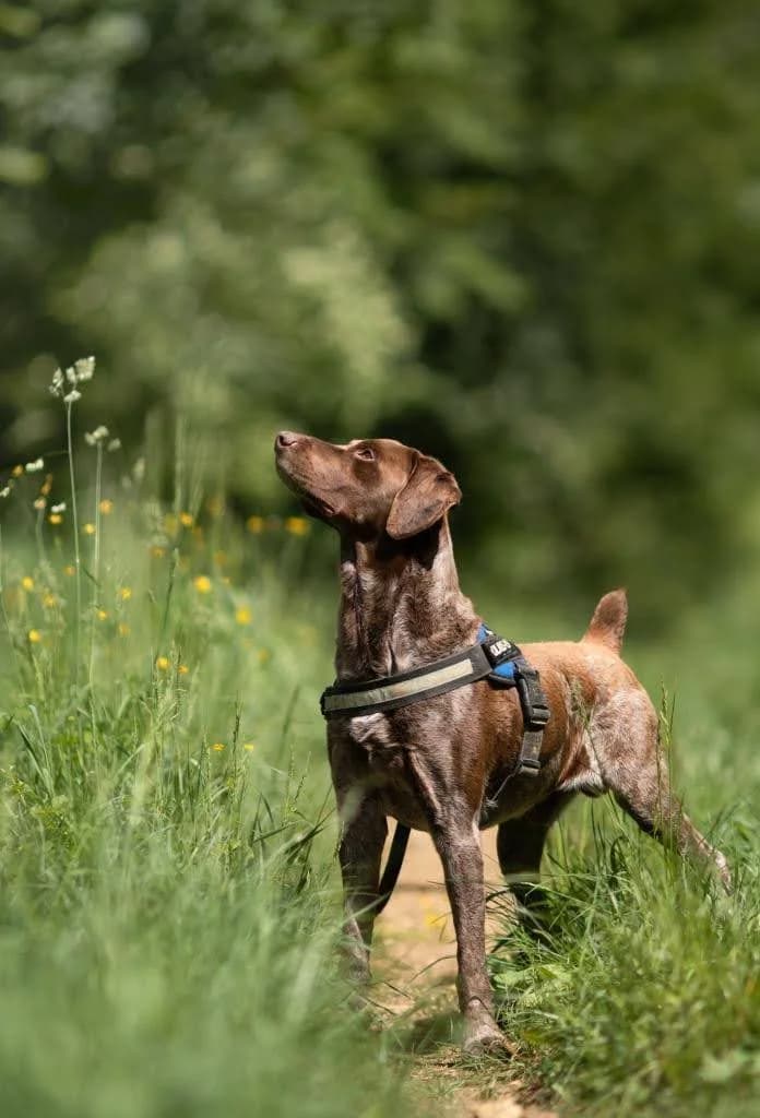 Whysky, male senior German Shorthaired Pointer for adoption at SPA de Besançon