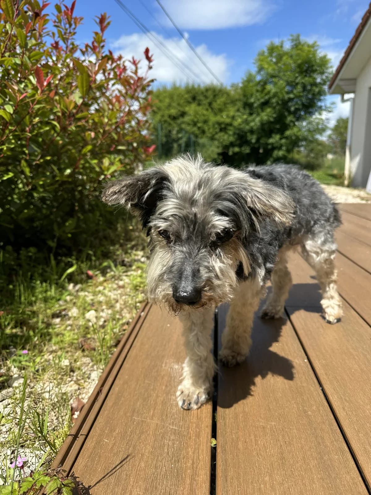 Pollux, male senior Yorkshire Terrier for adoption at SPA de Besançon