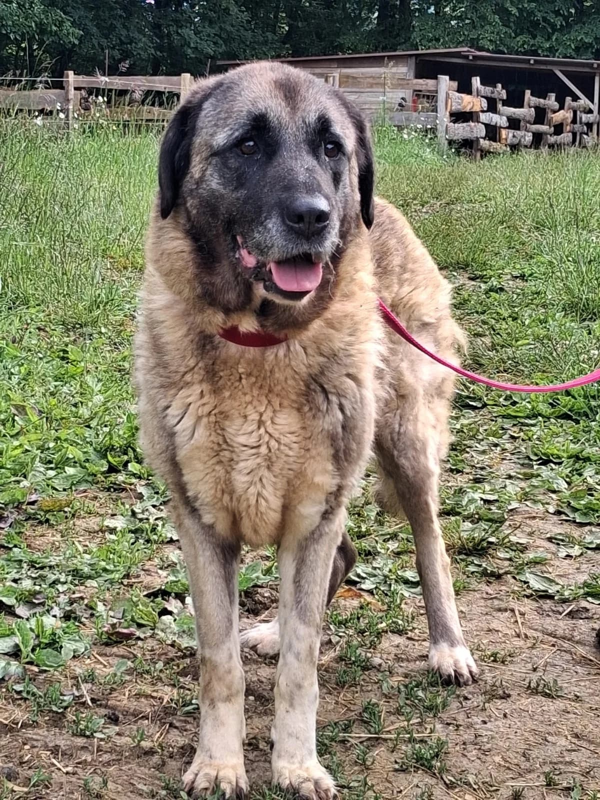 Maya,  (SPA de Besançon)