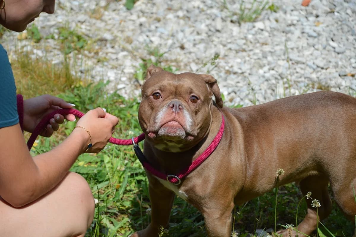 Ruby,  (SPA de Besançon)
