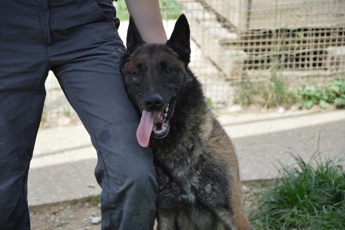 Kovu, male 5yo Belgian Malinois for adoption at SPA de Besançon
