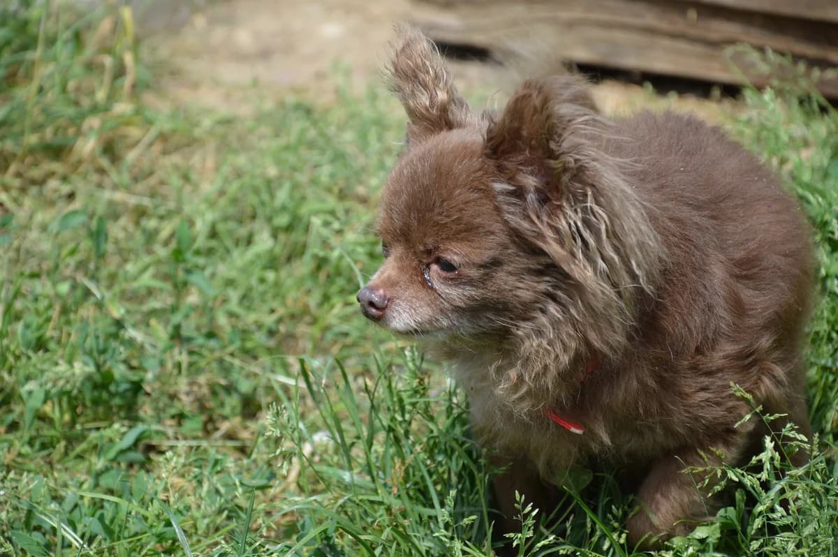 Iron, male senior Chihuahua for adoption at SPA de Besançon