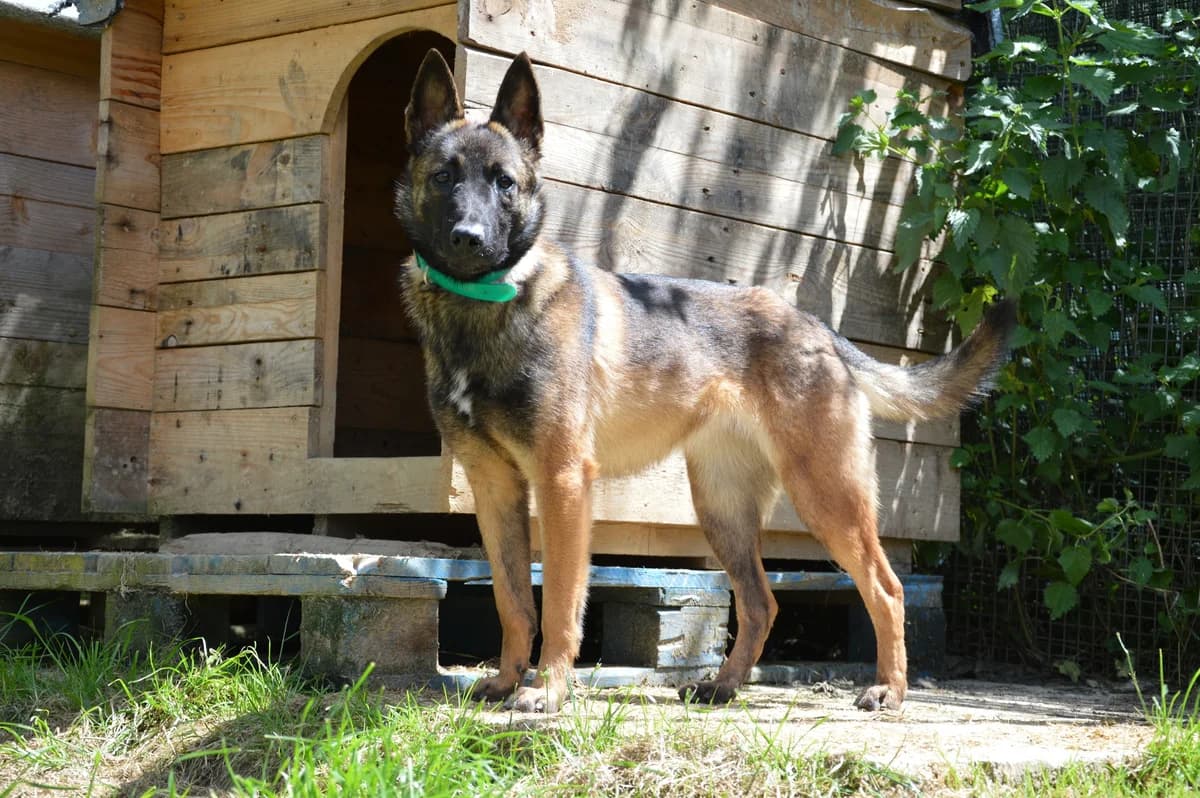 Athéna, female young Belgian Malinois for adoption at SPA de Besançon