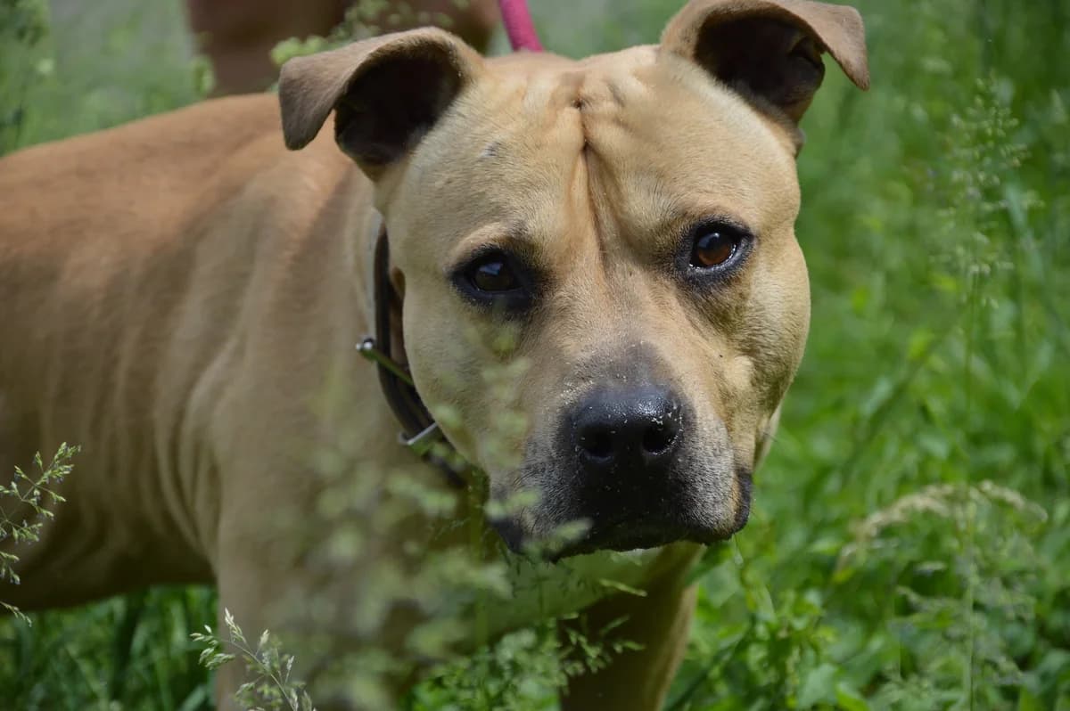 Néro, male 6yo mixed breed for adoption at SPA de Besançon