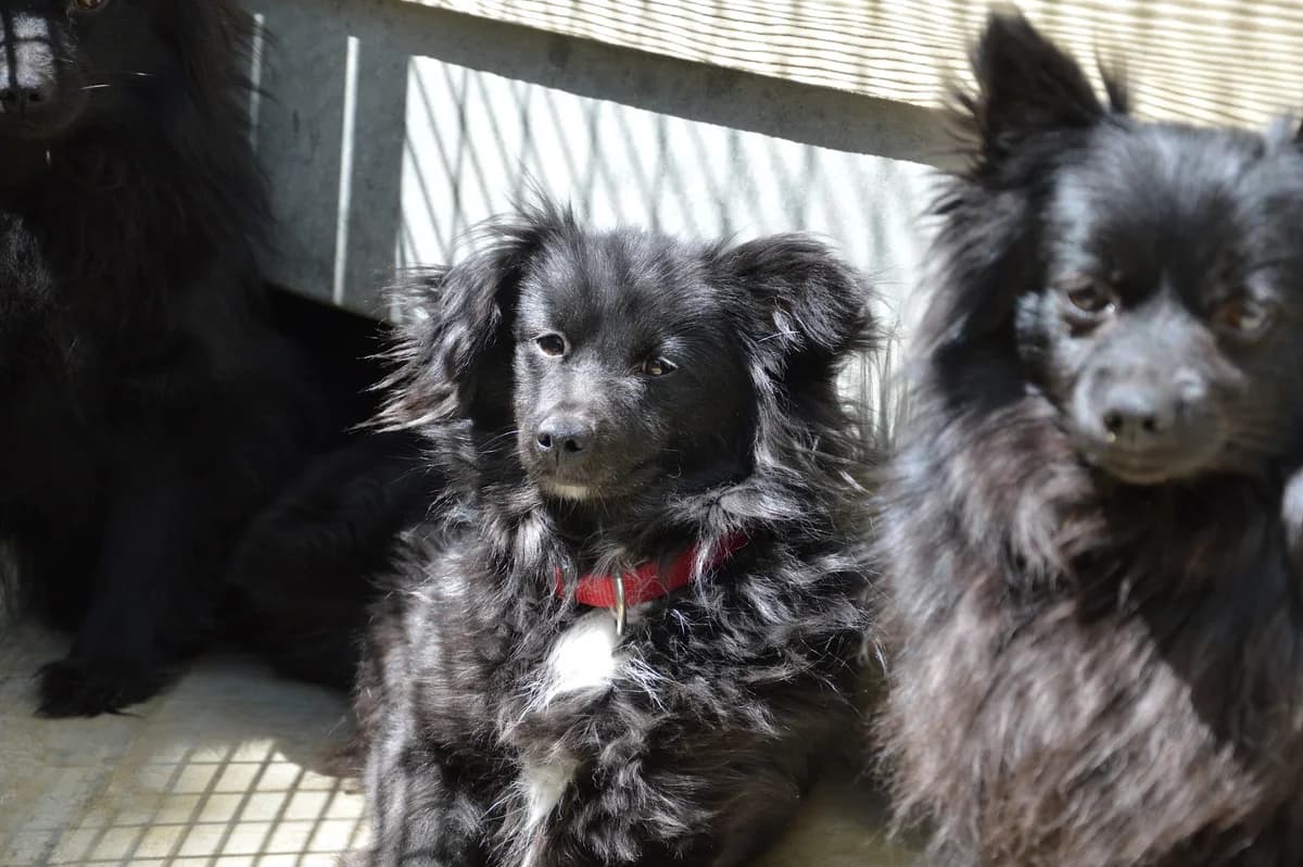 Vipère, Vodka, Ulla, Valda, Utiane, female mixed breed for adoption at SPA de Besançon