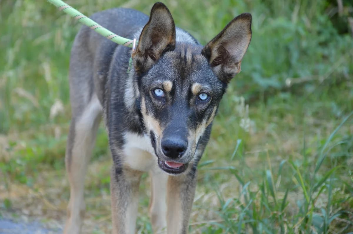 Hercule, male puppy Husky for adoption at SPA de Besançon