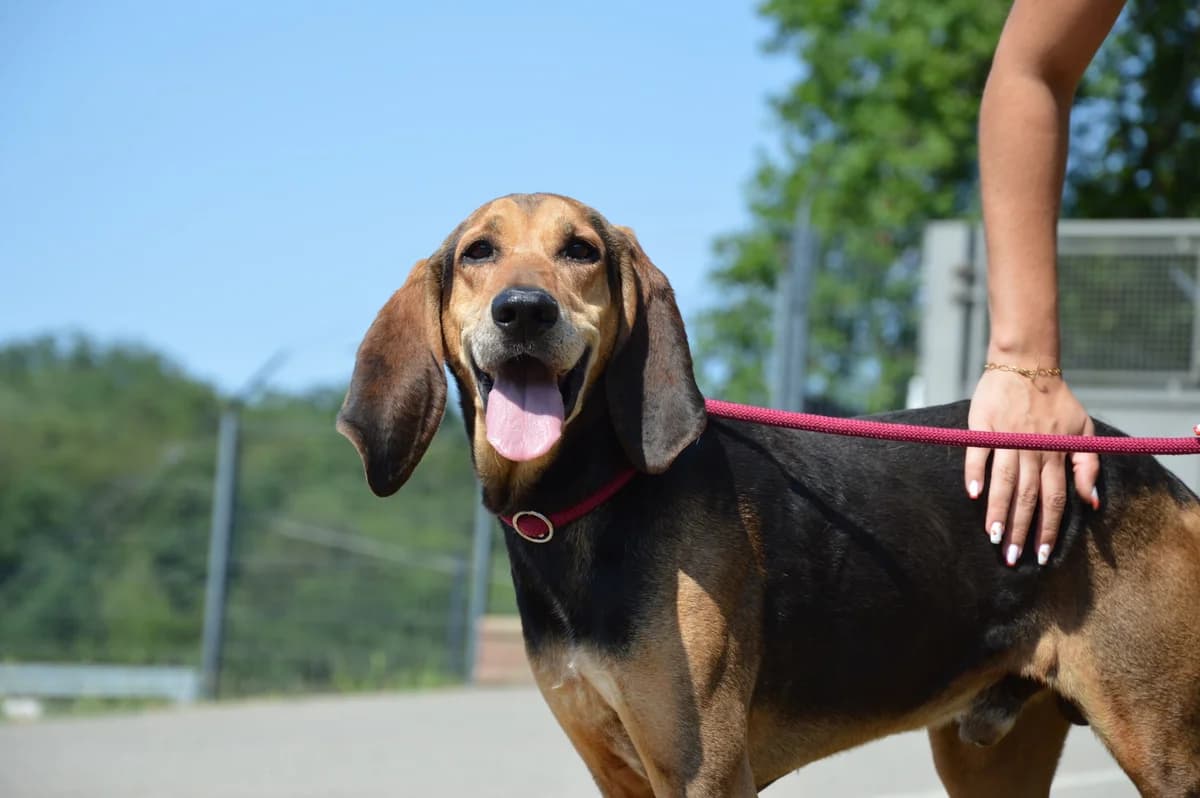 Nano, male mixed breed for adoption at SPA de Besançon