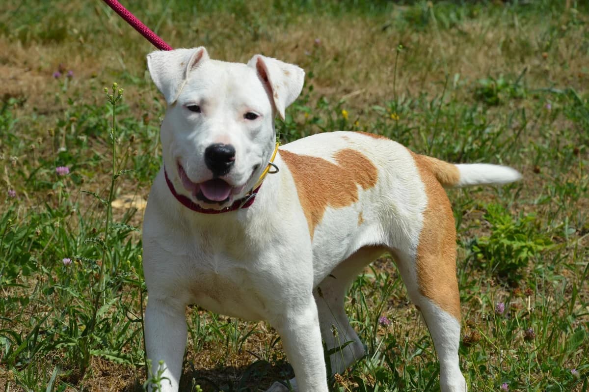 Xena,  (SPA de Besançon)