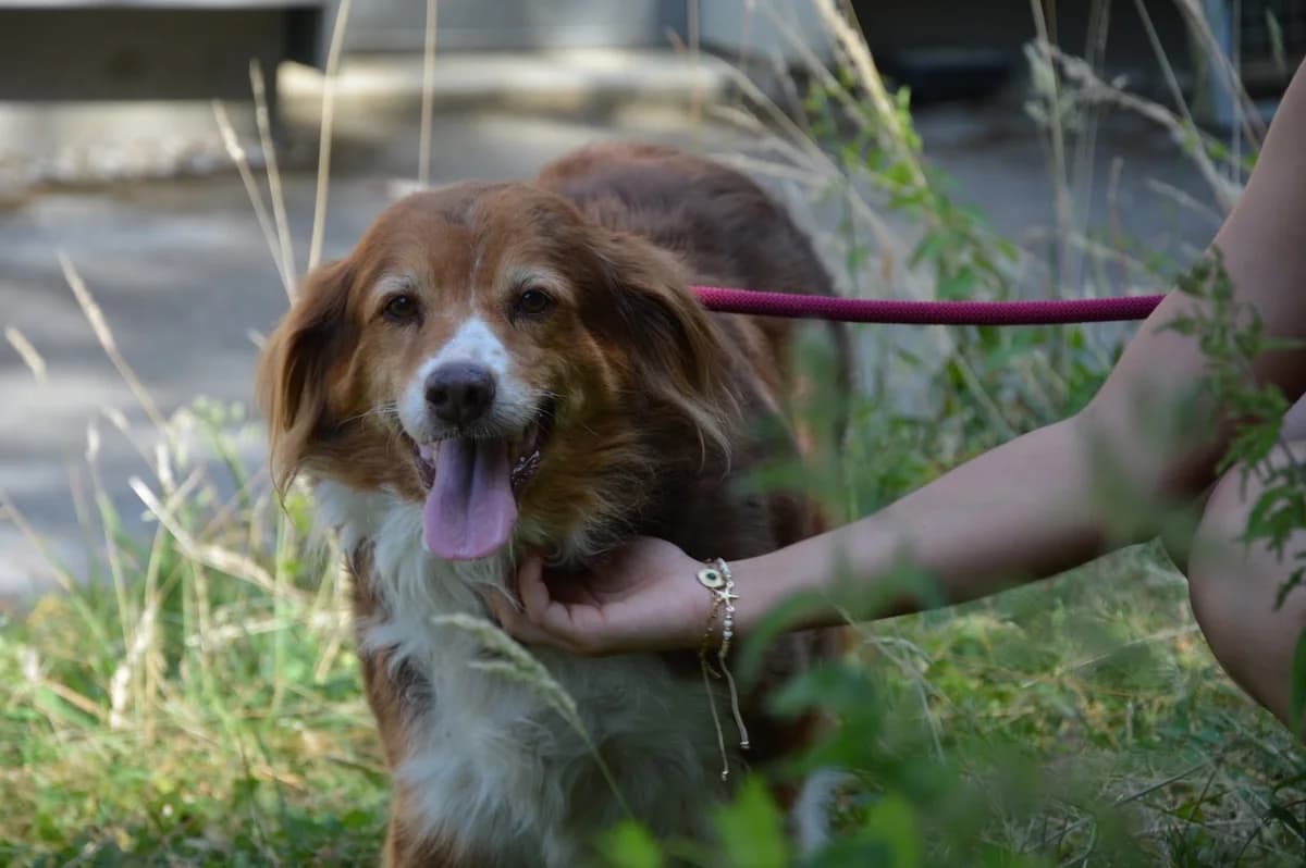 Chippie, female Australian Shepherd for adoption at SPA de Besançon