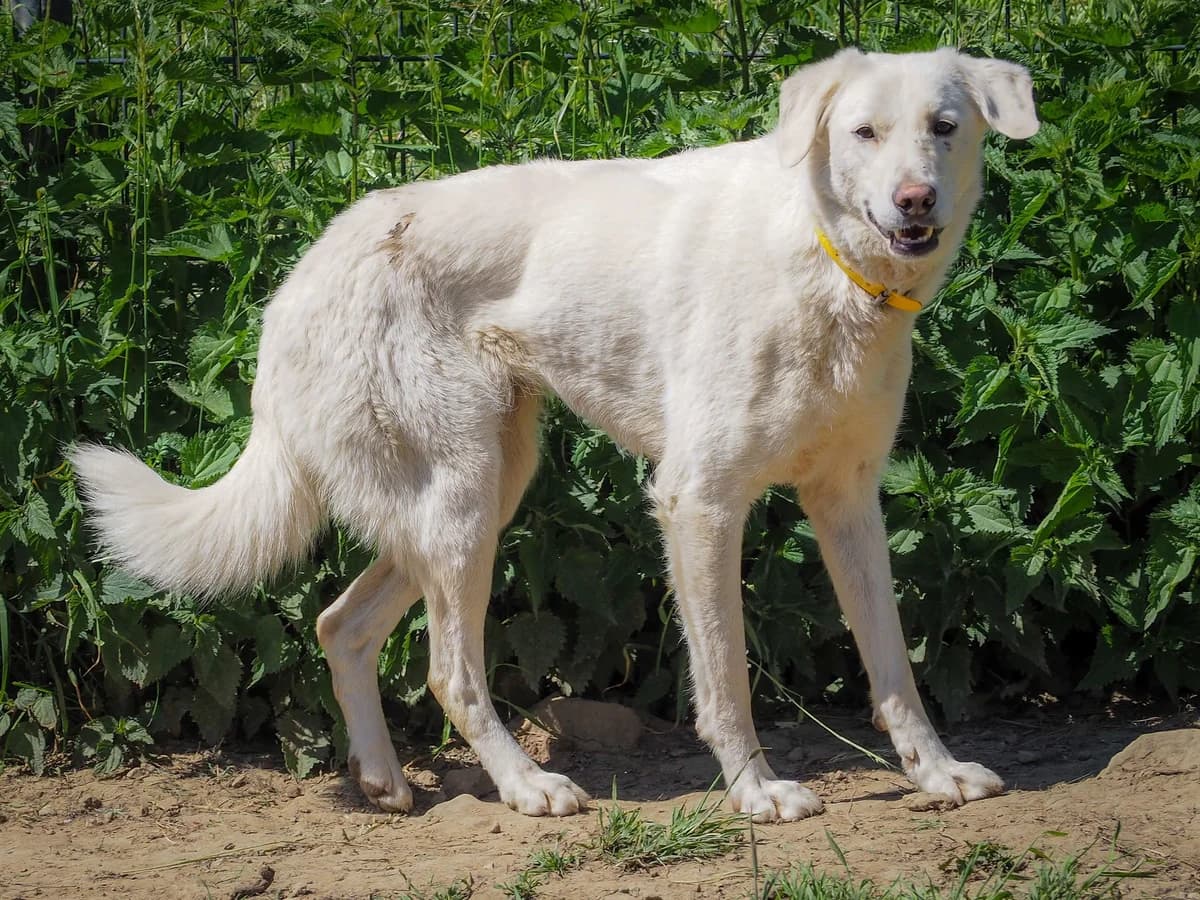 Tahiti, female 5yo mixed breed for adoption at SPA de Besançon