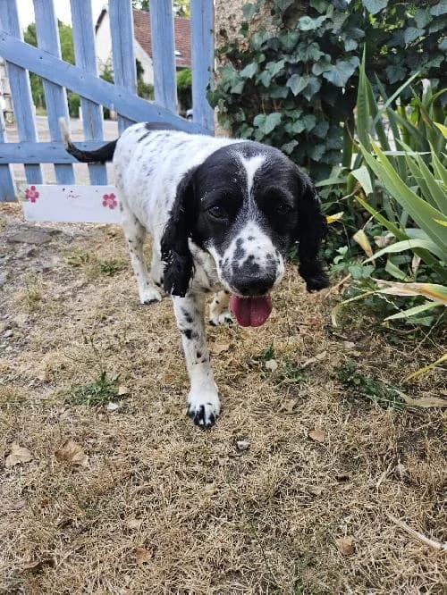 Boby, male English Springer Spaniel for adoption at SPA de Besançon