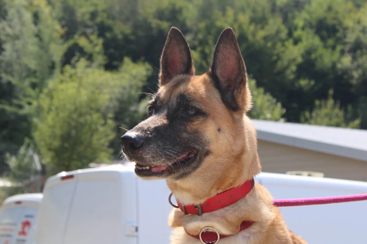 Nikita, female senior Belgian Malinois for adoption at SPA de Besançon