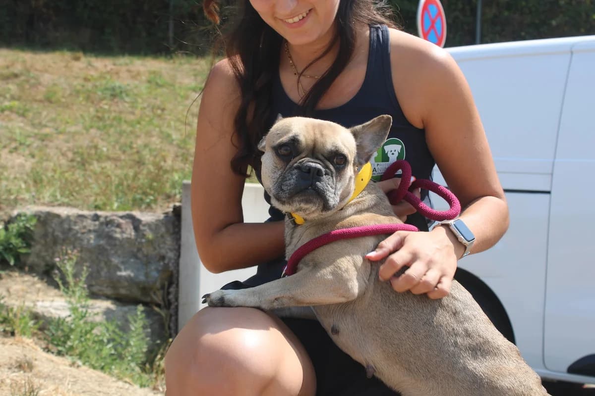 Shoupette, female 4yo French Bulldog for adoption at SPA de Besançon