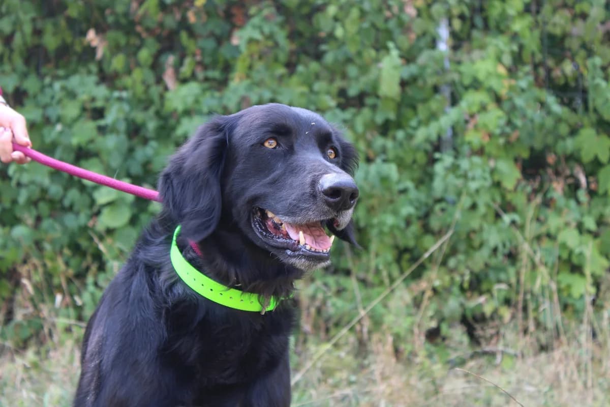 Platoon, male 6yo Weimaraner for adoption at SPA de Besançon