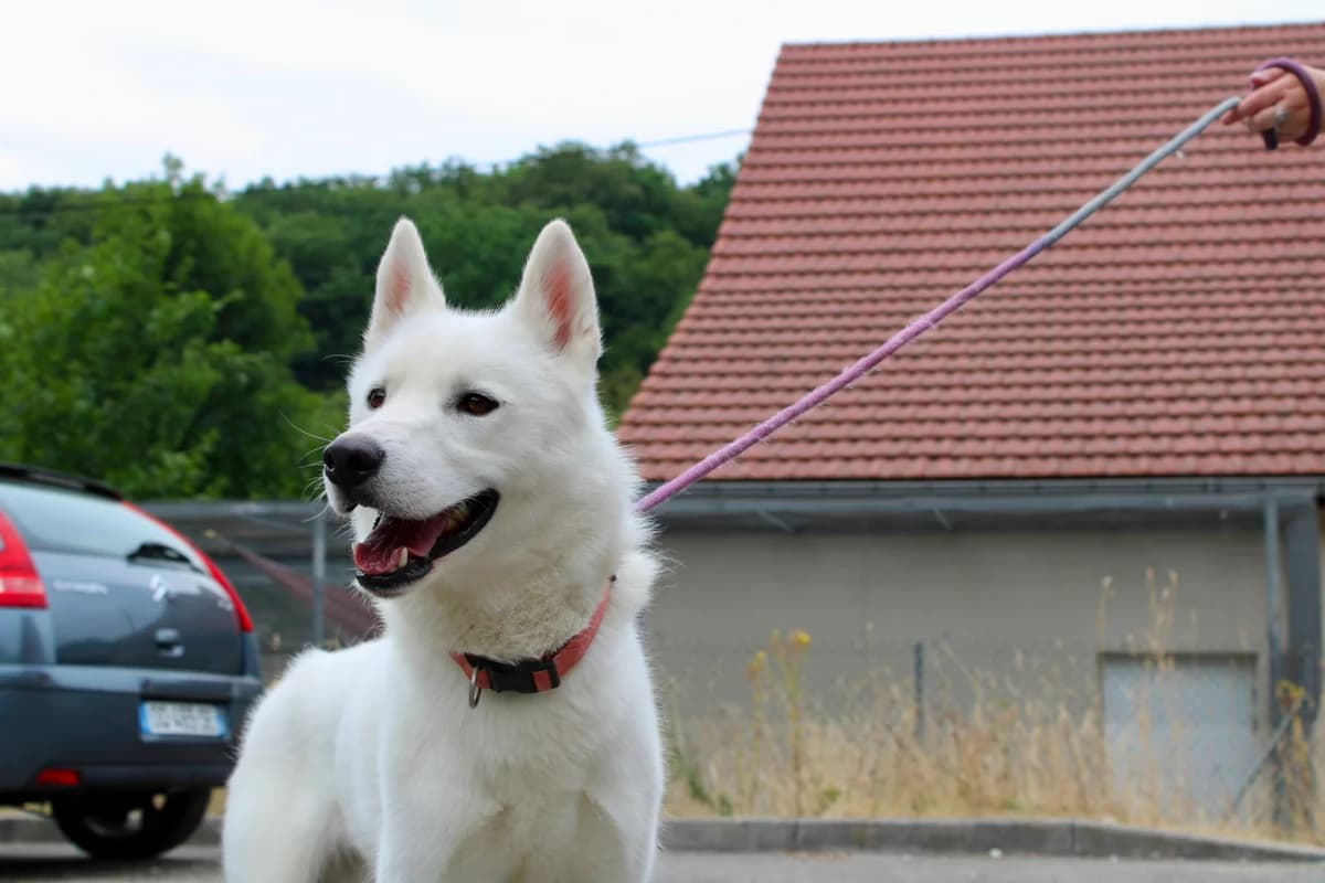 Ahiko, male young Husky for adoption at SPA de Besançon