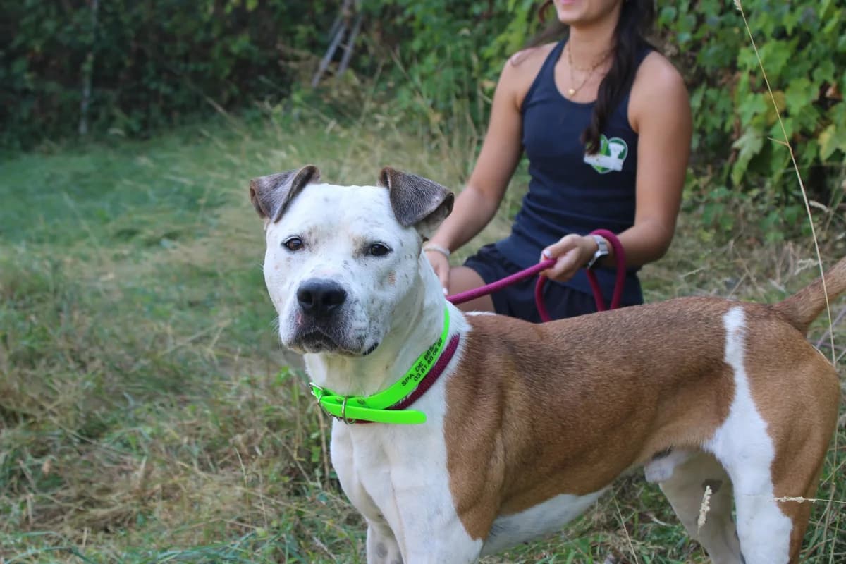 Althos, male young Beagle for adoption at SPA de Besançon