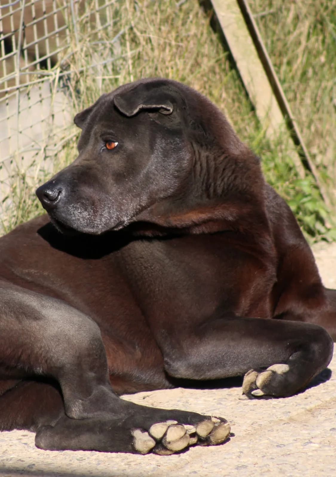 Tyson La Babine, male 4yo Labrador Retriever for adoption at SPA de Besançon