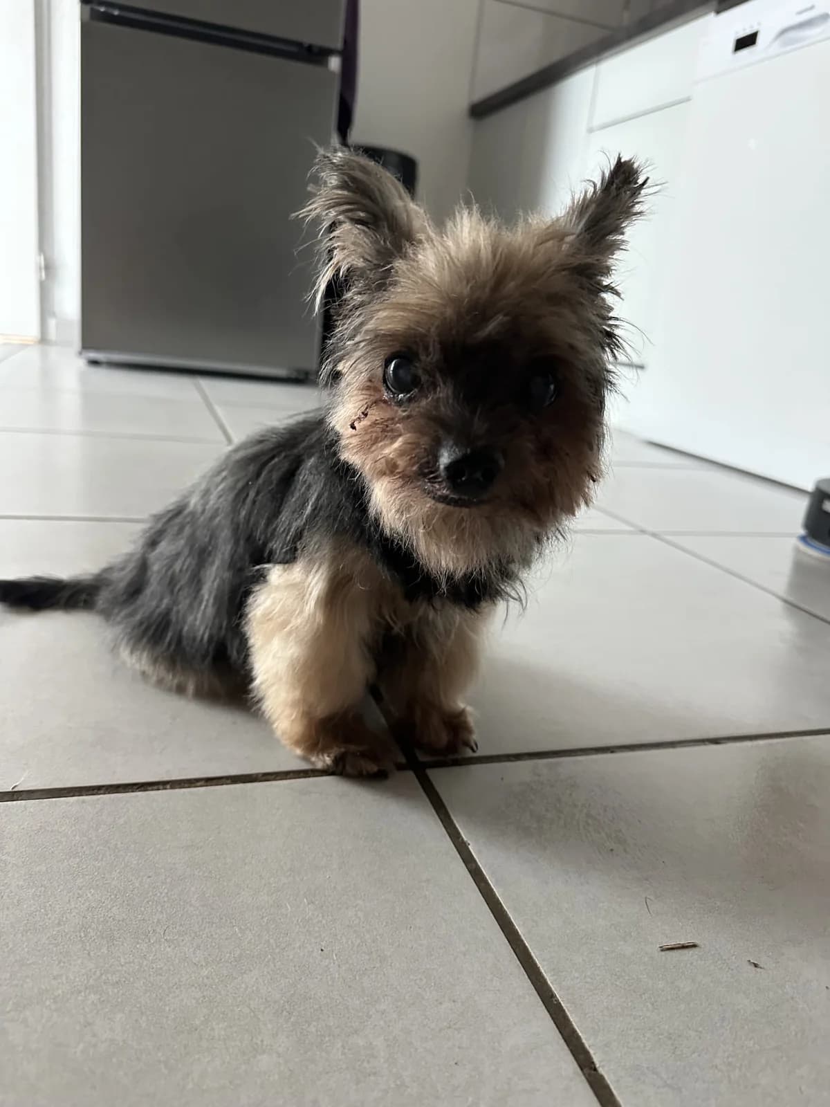 Bambi, male senior Yorkshire Terrier for adoption at SPA de Besançon