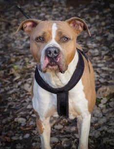 Rkan, male Staffordshire Bull Terrier for adoption at SPA de Besançon