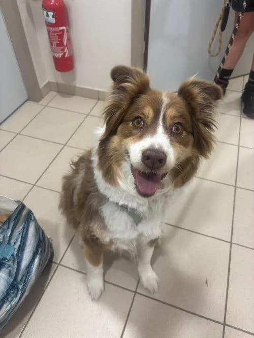 Noisette, female senior Australian Shepherd for adoption at SPA de Besançon