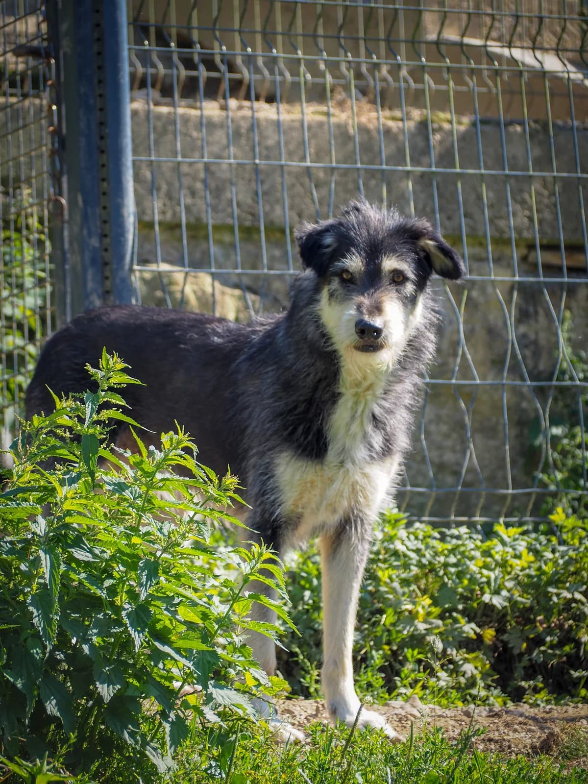 Aden, male 6yo mixed breed for adoption at SPA de Besançon