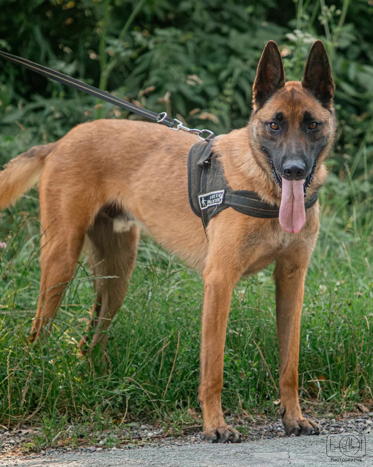 Valou, male 4yo Belgian Malinois for adoption at SPA de Besançon