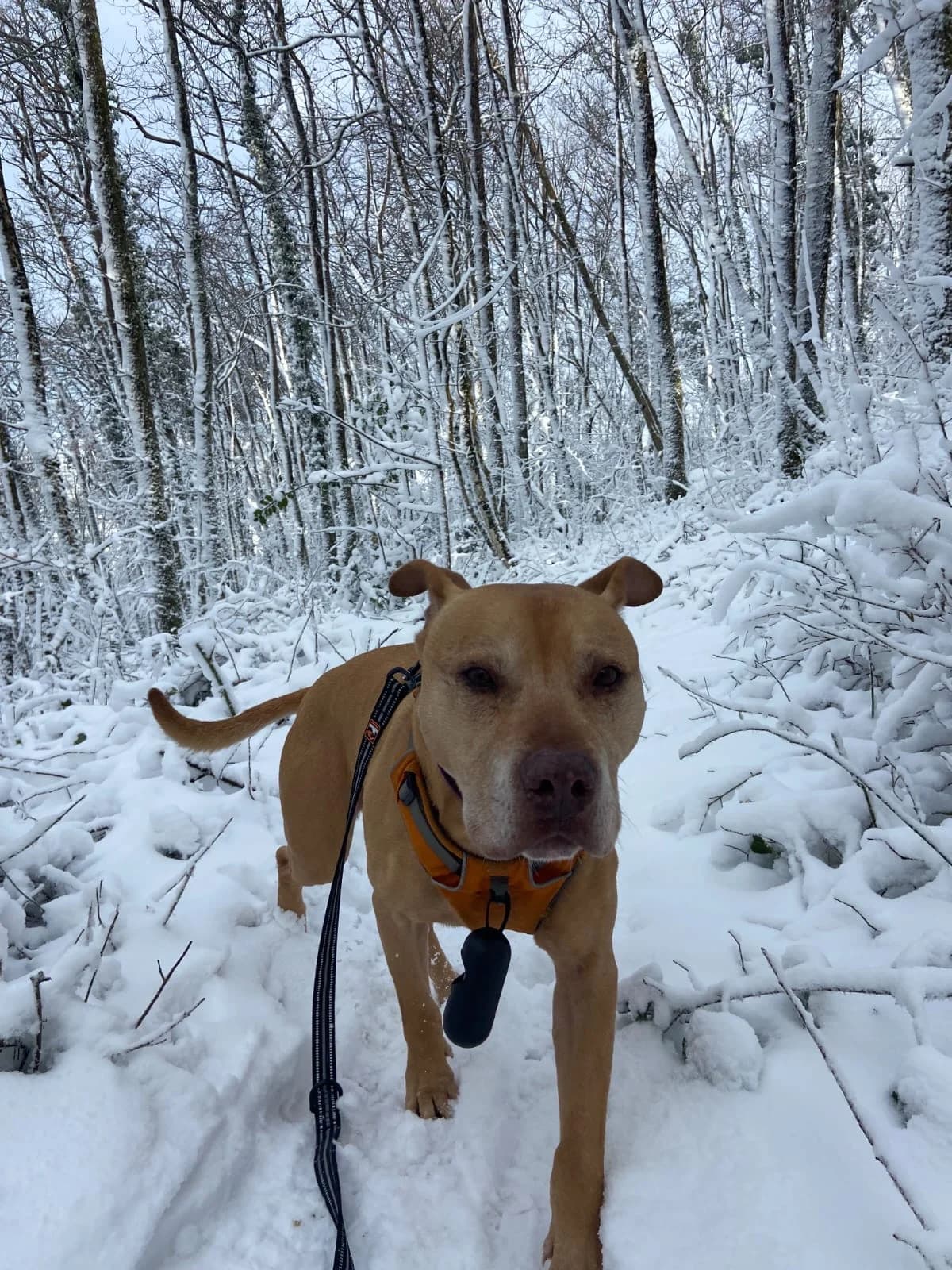 L.A, male senior American Staffordshire Terrier for adoption at SPA de Besançon