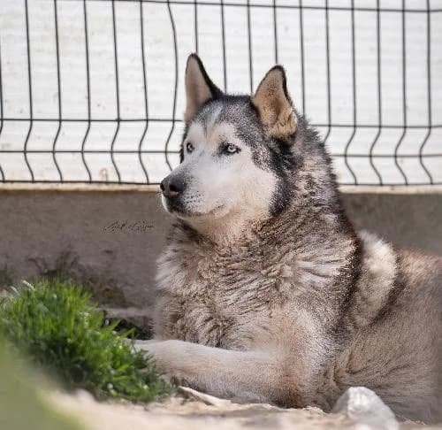 Lasko, male senior Husky for adoption at SPA de Besançon