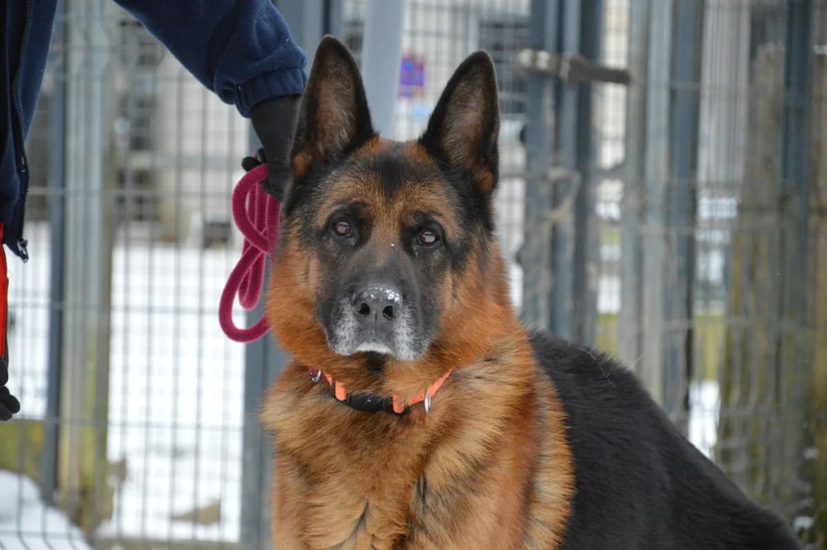 Rambo, male 6yo German Shepherd for adoption at SPA de Besançon