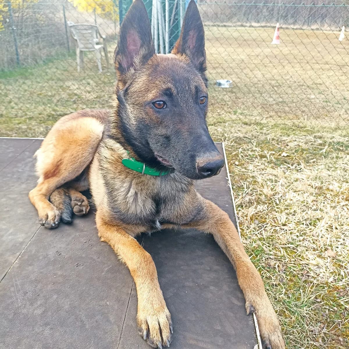 Alix, male young Belgian Malinois for adoption at SPA de Besançon