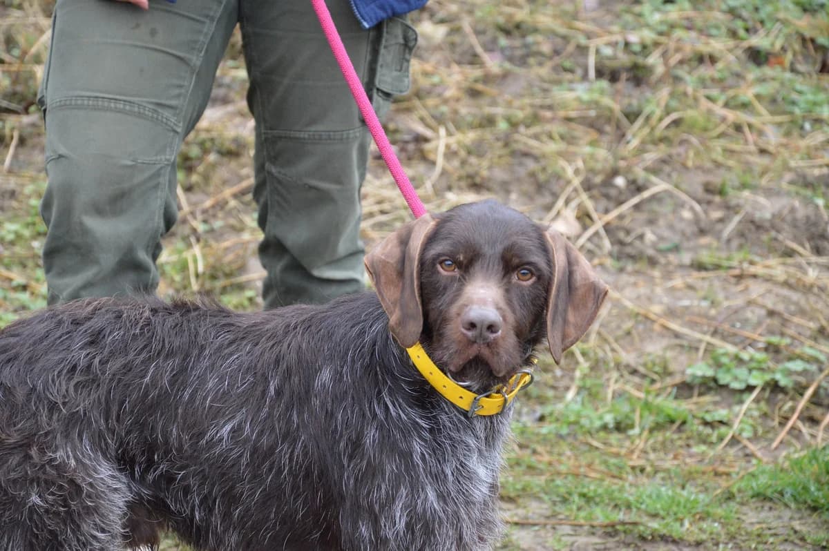 Kakou, male 3yo German Shorthaired Pointer for adoption at SPA de Besançon
