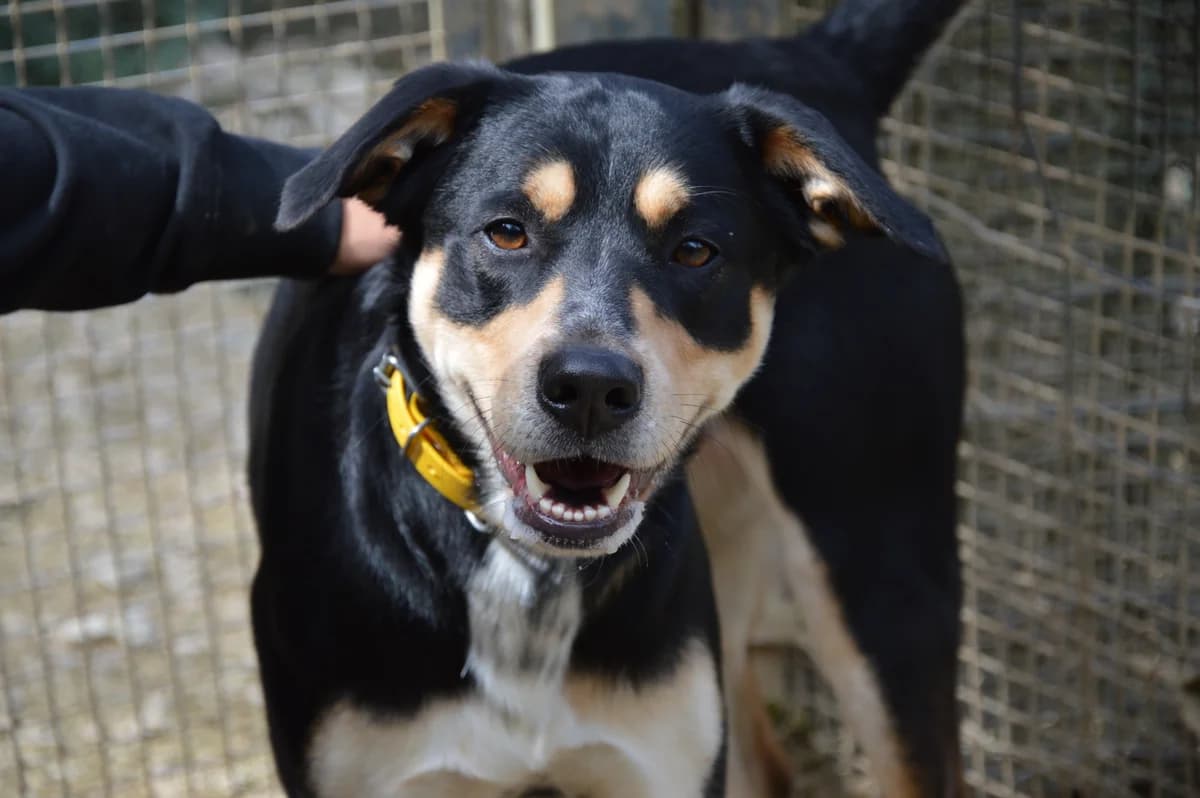 Luigi, male 3yo mixed breed for adoption at SPA de Besançon