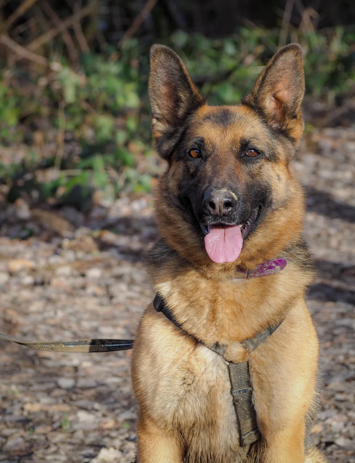 Chacha, female 5yo German Shepherd for adoption at SPA de Besançon