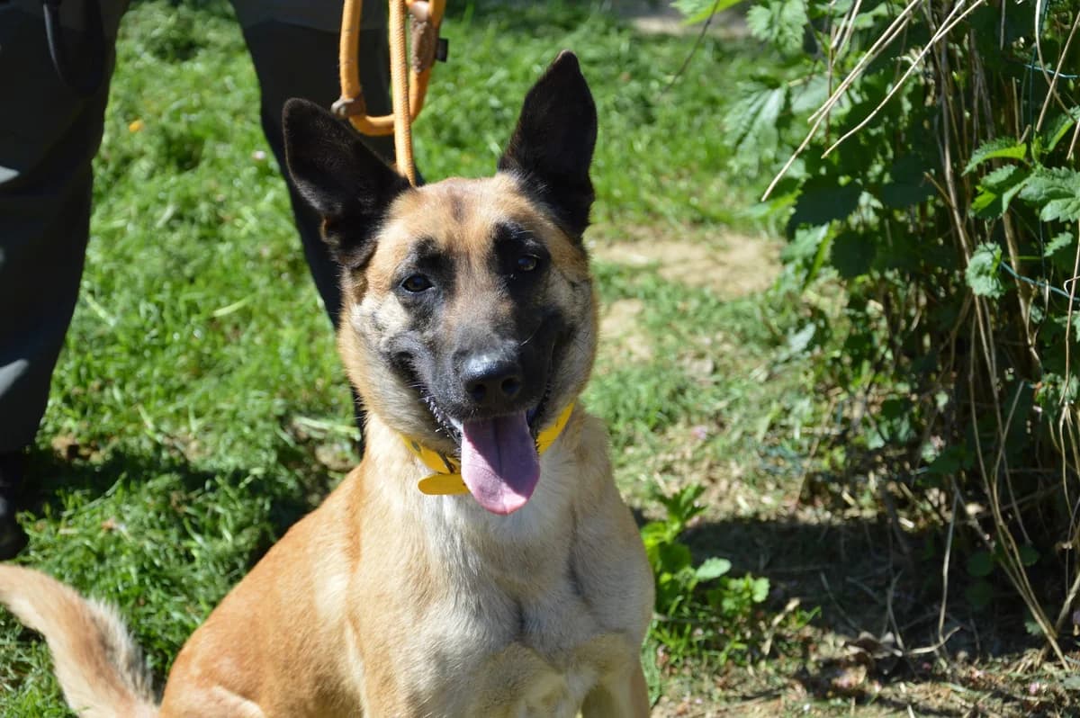 Tosca, female 3yo Belgian Malinois for adoption at SPA de Besançon