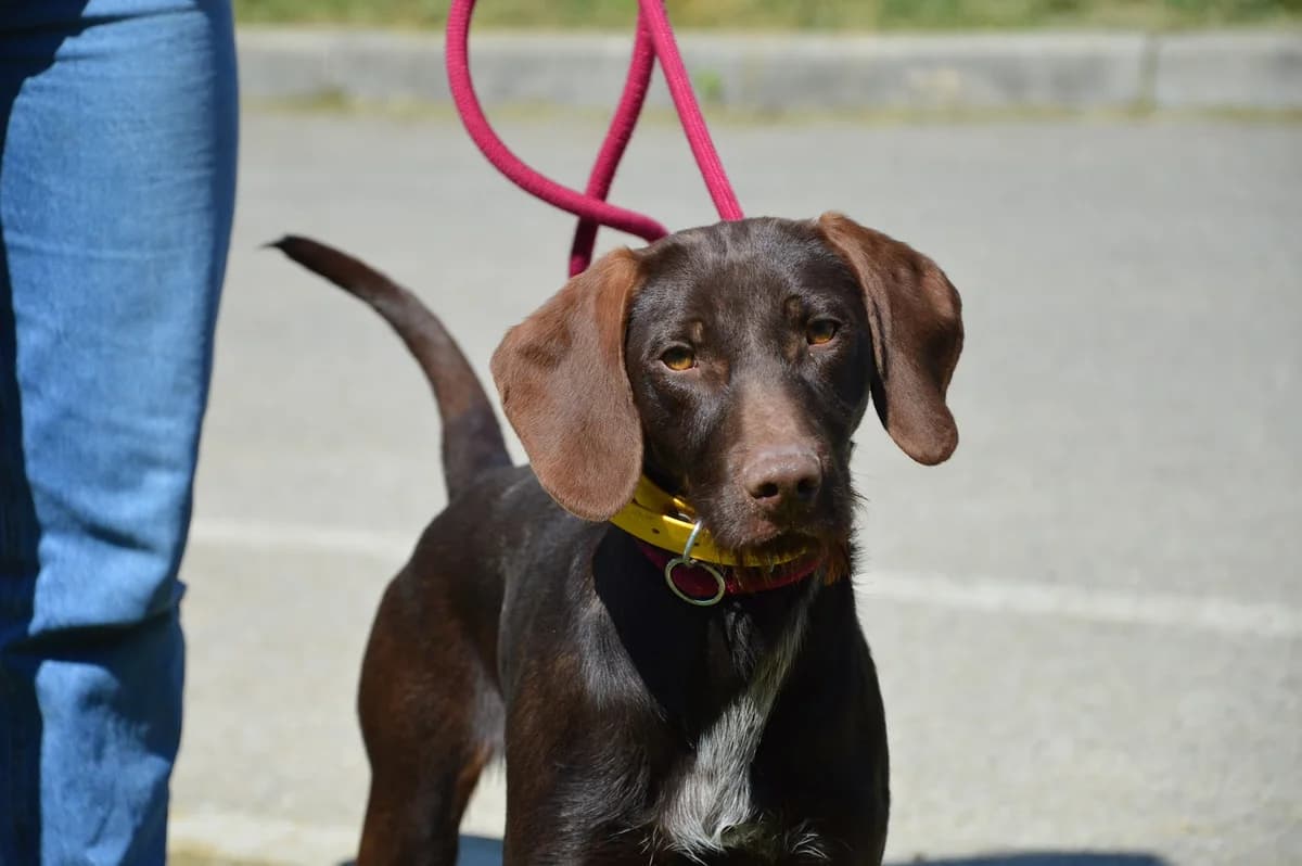 Barney, male puppy Pointer for adoption at SPA de Besançon