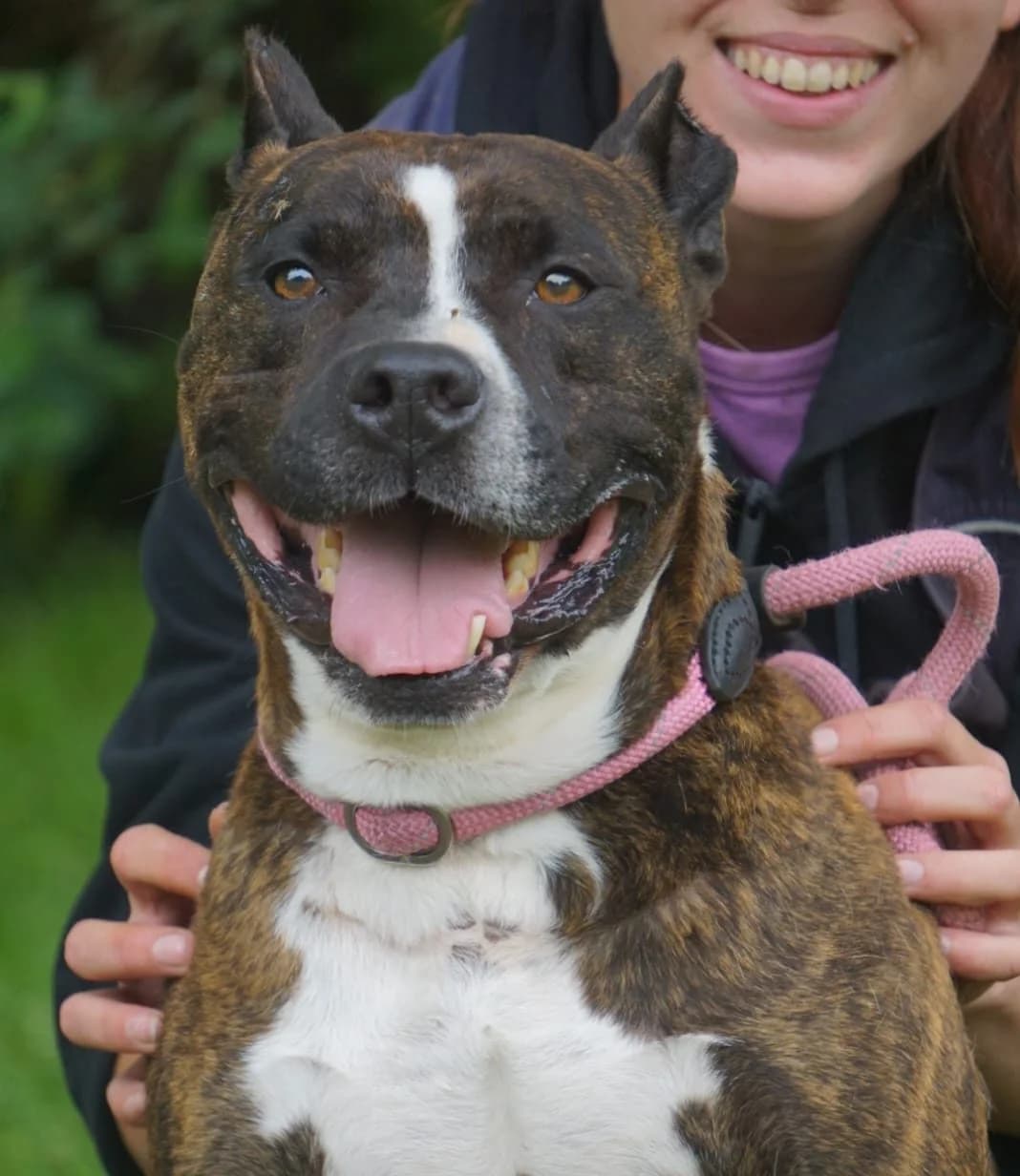 Bouba, male Mixed Breed for adoption at SPA de Bordeaux et du Sud-Ouest (SPA 33)